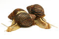 Cochlitoma varicosa F2 Gonubia, South Africa, semiadult, 5 cm